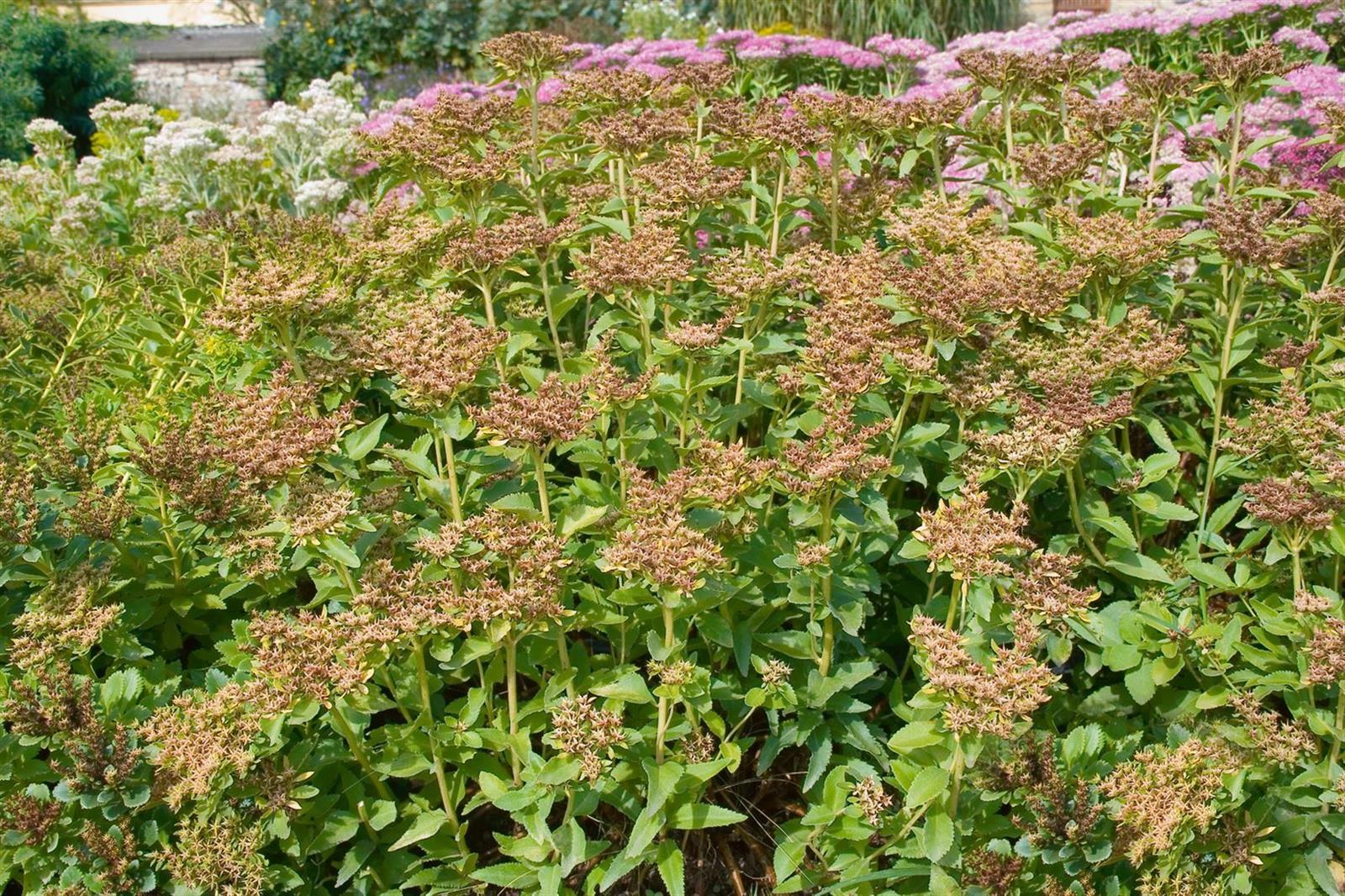 Sedum aizoon, Fetthenne, gelbbl&uuml;hend, ca. 9x9 cm Topf - Bild 1