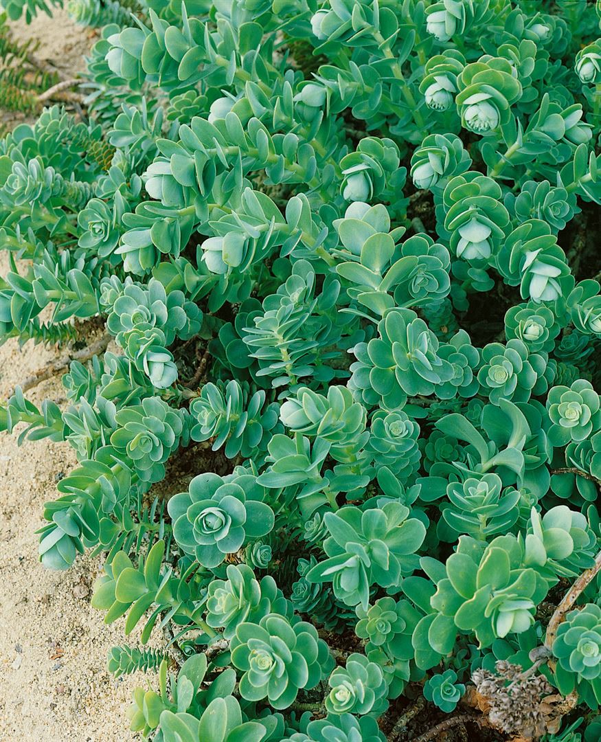 Sedum anacampseros, Fetthenne, sukkulent, ca. 9x9 cm Topf - Bild 1