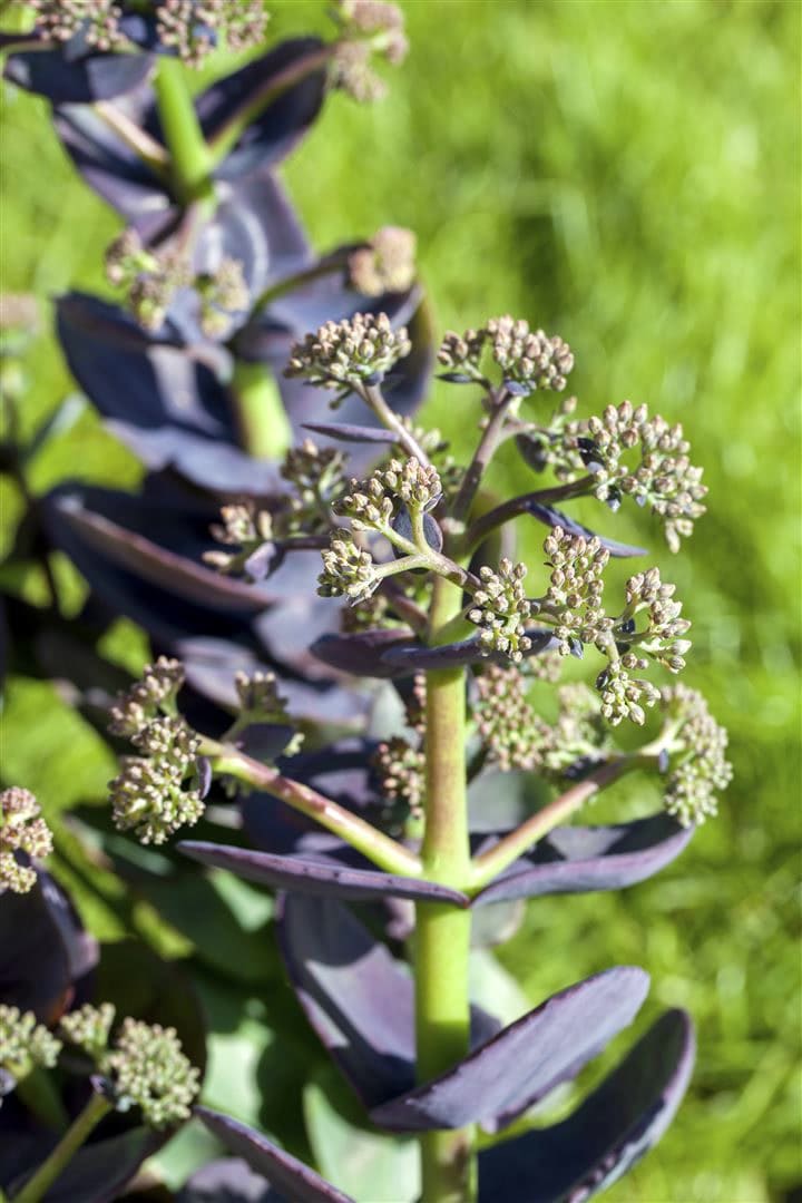 Sedum cauticola 'Bertram Anderson', Fetthenne, purpurrot, ca. 9x9 cm Topf - Bild 1