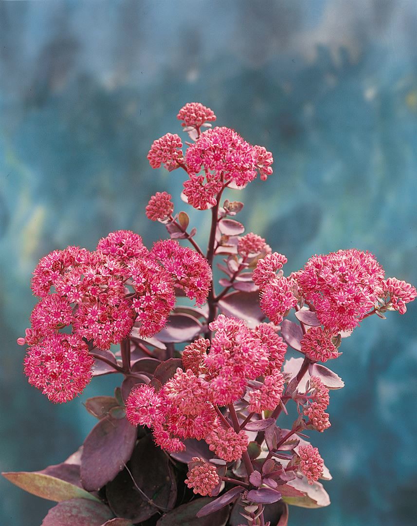 Sedum cauticola 'Vera Jameson', Fetthenne, purpurrot, ca. 9x9 cm Topf - Bild 1