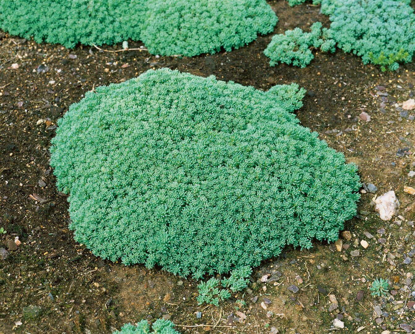 Sedum lydium, Teppichsedum, ca. 9×9 cm Topf, pflegeleicht | 04063654311218