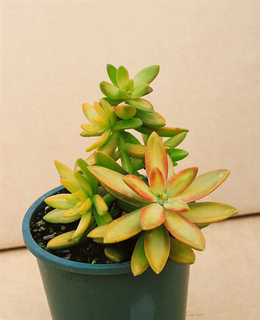 Sedum oreganum, Fetthenne, ca. 9x9 cm Topf, sukkulent - Bild 1