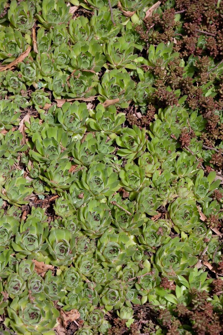 Sedum pachyclados, Teppich-Fetthenne, ca. 9×9 cm Topf, sukkulent | 04063654311232