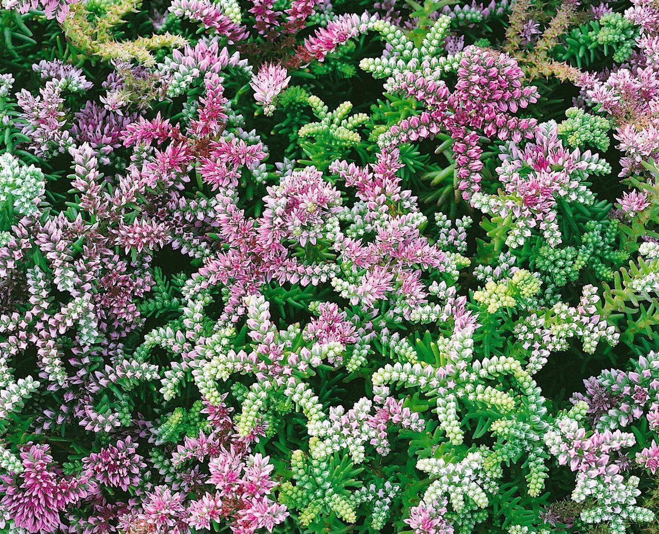 Sedum pulchellum 'Sea Star', rosa Bl&uuml;ten, ca. 9x9 cm Topf - Bild 1