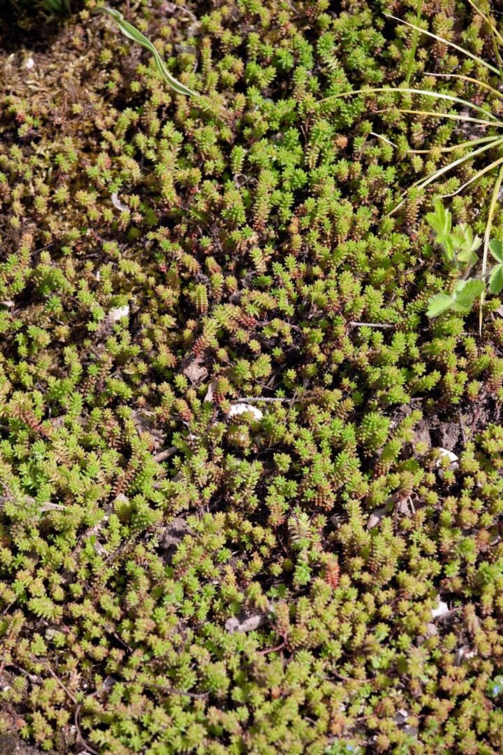 Sedum sexangulare, Milder Mauerpfeffer, ca. 9x9 cm Topf - Bild 1