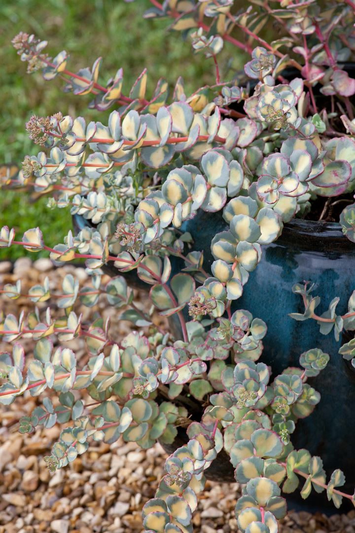 Sedum sieboldii 'Mediovariegatum', Fetthenne, buntlaubig, ca. 9x9 cm Topf - Bild 1
