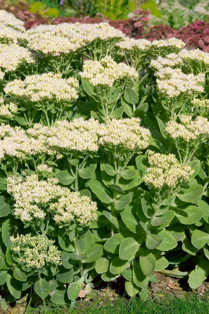 Sedum spectabile 'Stardust', Fetthenne, wei&szlig;bl&uuml;hend, ca. 9x9 cm Topf - Bild 1