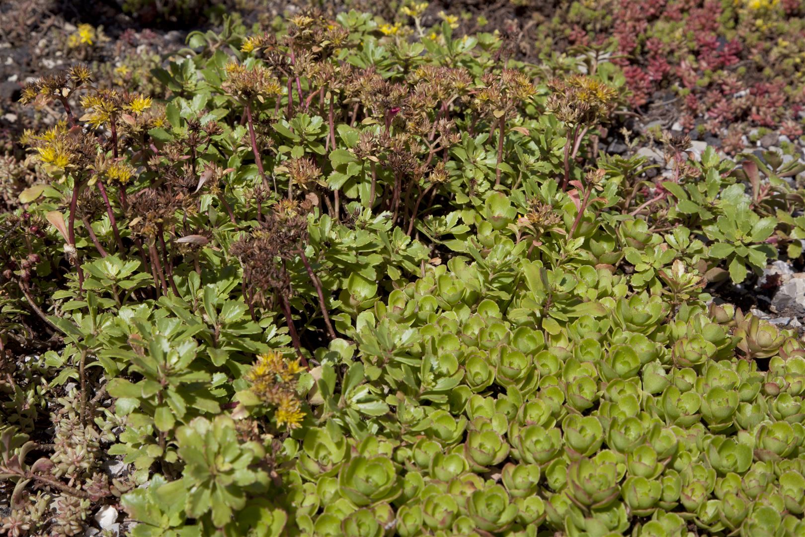 Sedum spurium, Teppichsedum, ca. 9x9 cm Topf, pflegeleicht