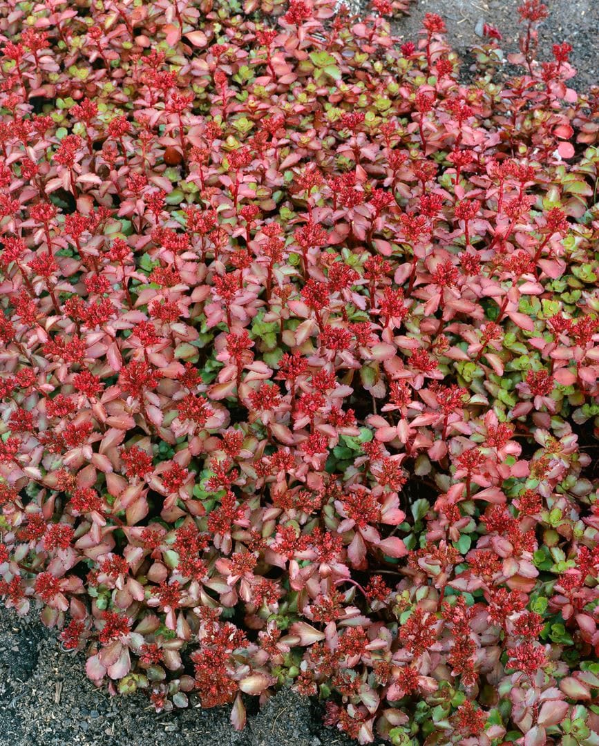 Sedum spurium 'Schorbuser Blut', Teppichsedum, rot, ca. 9x9 cm Topf - Bild 1