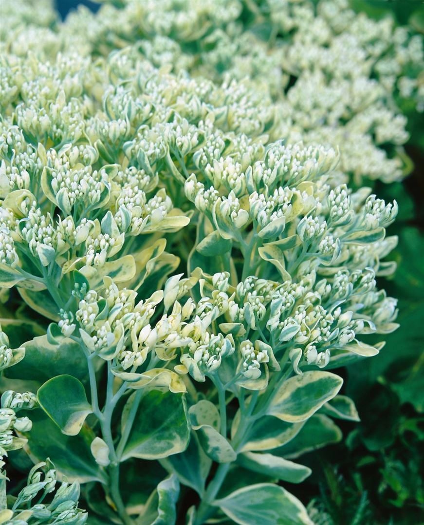 Sedum telephium 'Frosty Morn', Fetthenne, gr&uuml;n-wei&szlig;, ca. 9x9 cm Topf - Bild 1
