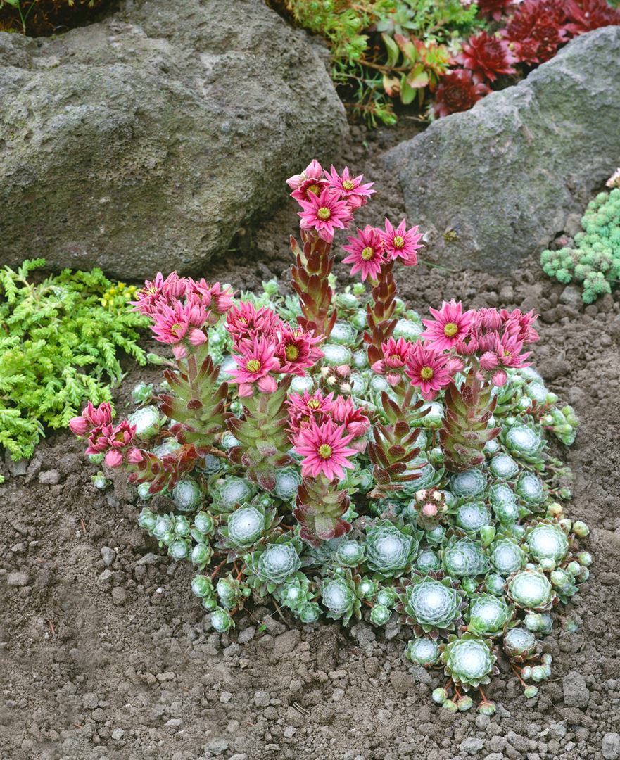 Sempervivum arachnoideum 'Rheinkiesel', Spinnweb-Hauswurz, ca. 9x9 cm Topf - Bild 1