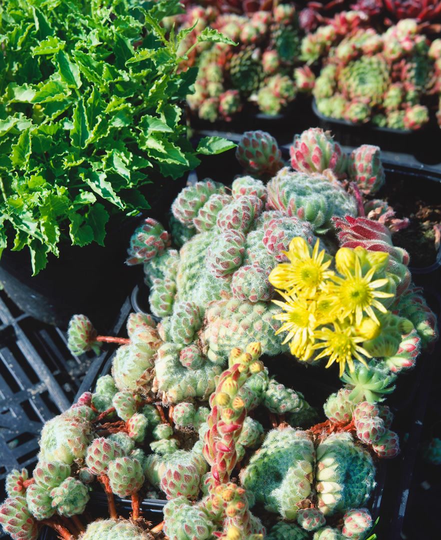 Sempervivum ciliosum 'Borisii', Hauswurz, ca. 9x9 cm Topf - Bild 1