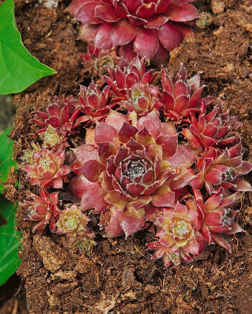 Sempervivum marmoreum 'Pilatus', Hauswurz, ca. 9x9 cm Topf - Bild 1