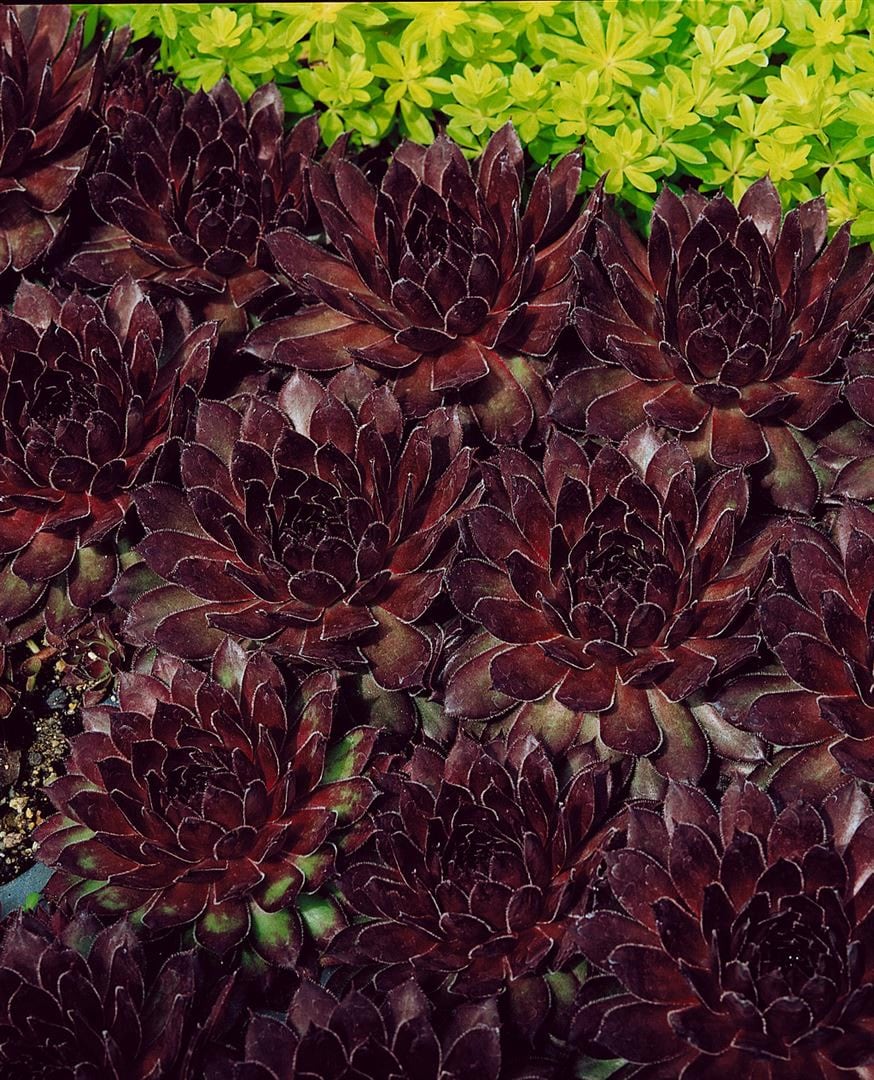 Sempervivum tectorum 'Noir', Hauswurz, dunkelrot, ca. 9x9 cm Topf - Bild 1