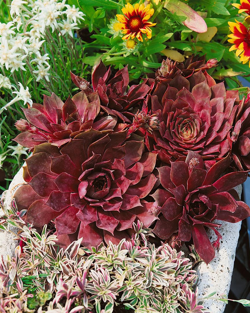 Sempervivum tectorum 'Othello', Hauswurz, ca. 9x9 cm Topf - Bild 1