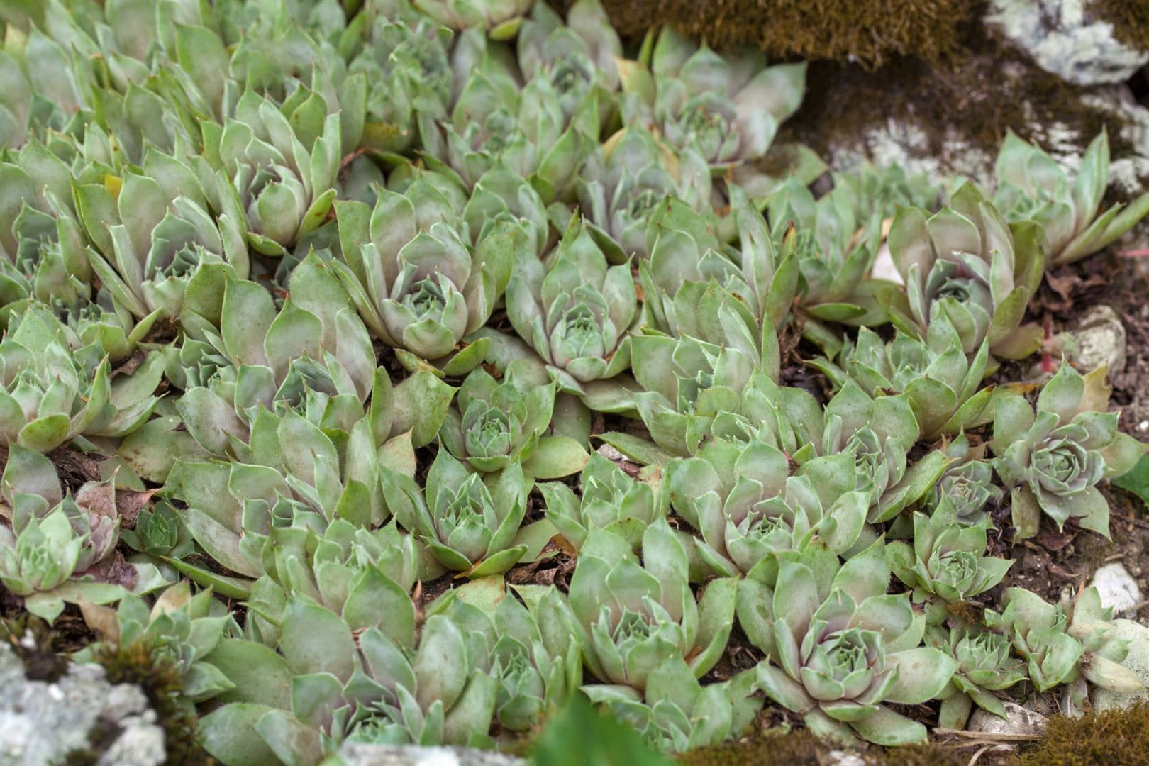 Sempervivum tectorum var. glaucum, Hauswurz, ca. 9x9 cm Topf - Bild 1