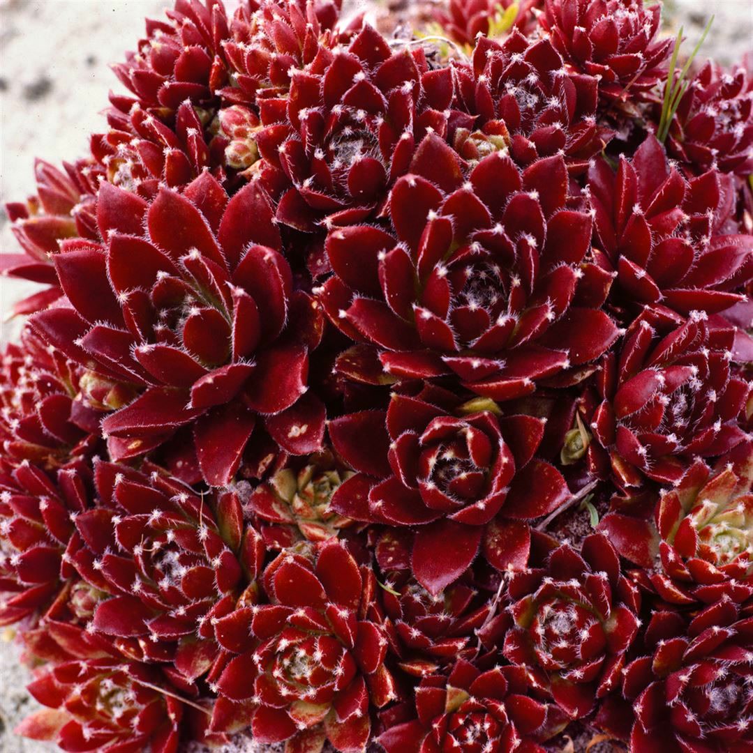 Sempervivum x cult.'Pickwick', Hauswurz, ca. 9x9 cm Topf - Bild 1