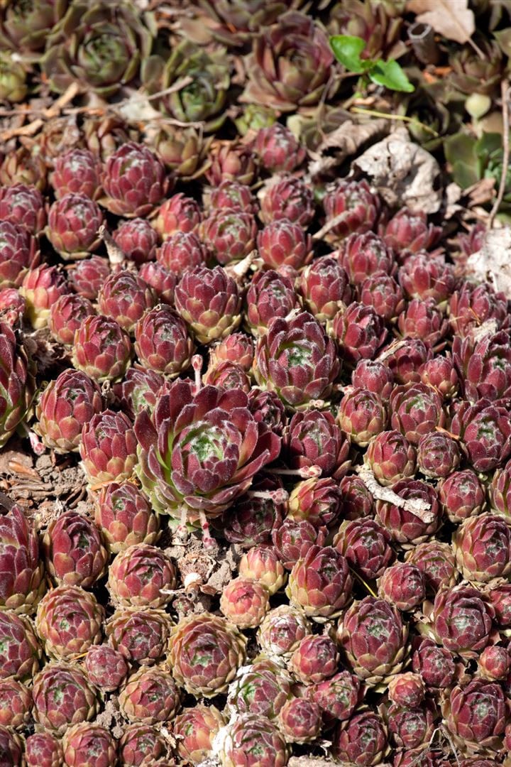 Sempervivum x cult.'Hey Hey', Hauswurz, ca. 9x9 cm Topf - Bild 1