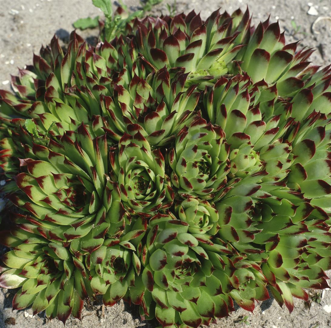 Sempervivum x cult.'Reinhard', Hauswurz, ca. 9x9 cm Topf - Bild 1