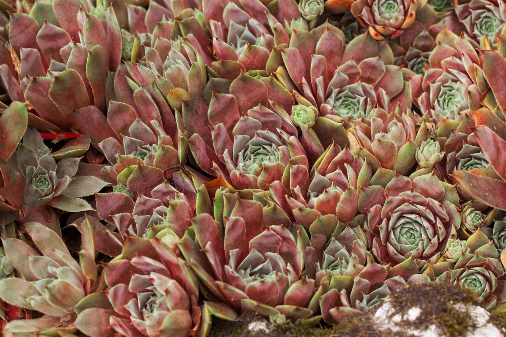 Sempervivum x cult.'Tedderheid', Hauswurz, ca. 9x9 cm Topf - Bild 1