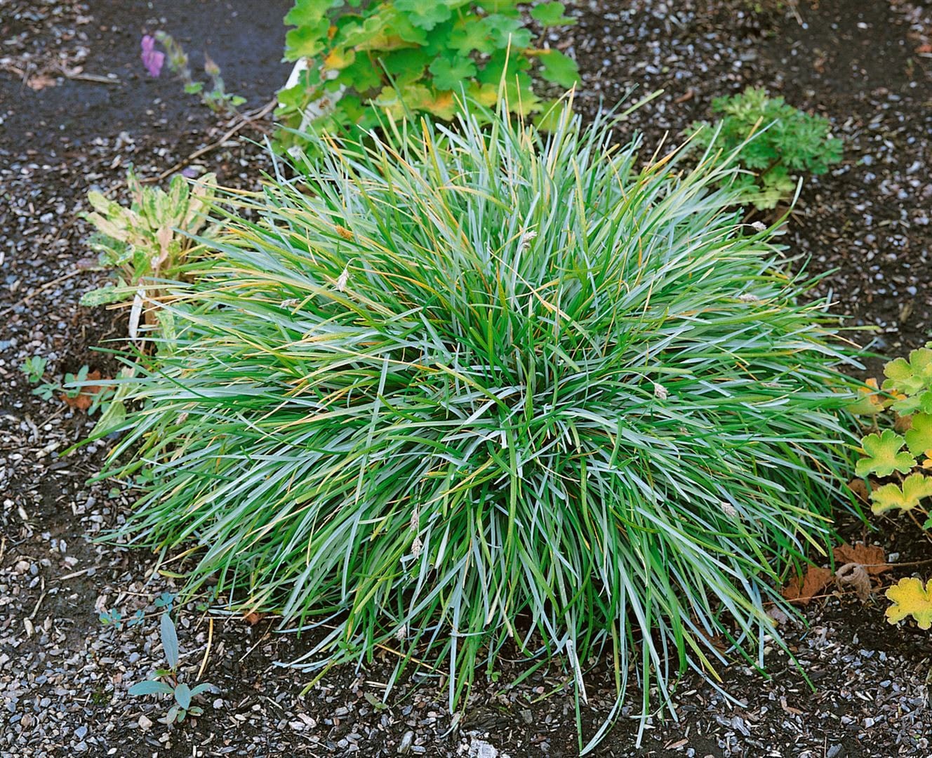 Sesleria albicans, Blaugras, ca. 9x9 cm Topf - Bild 1