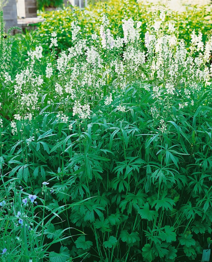 Sidalcea candida, Pr&auml;rie-Malve, wei&szlig;, ca. 9x9 cm Topf - Bild 1