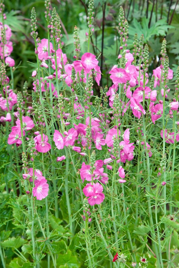 Sidalcea malviflora 'Partygirl', rosa Bl&uuml;ten, ca. 9x9 cm Topf - Bild 1