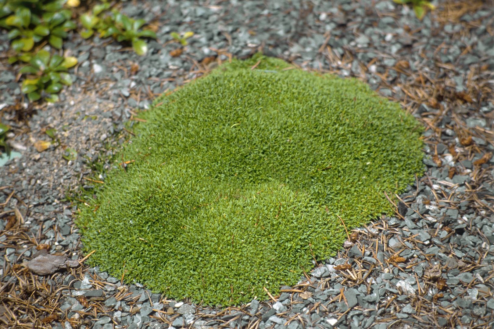 Silene acaulis 'Floribunda', Polsterpflanze, rosa, ca. 9x9 cm Topf - Bild 1