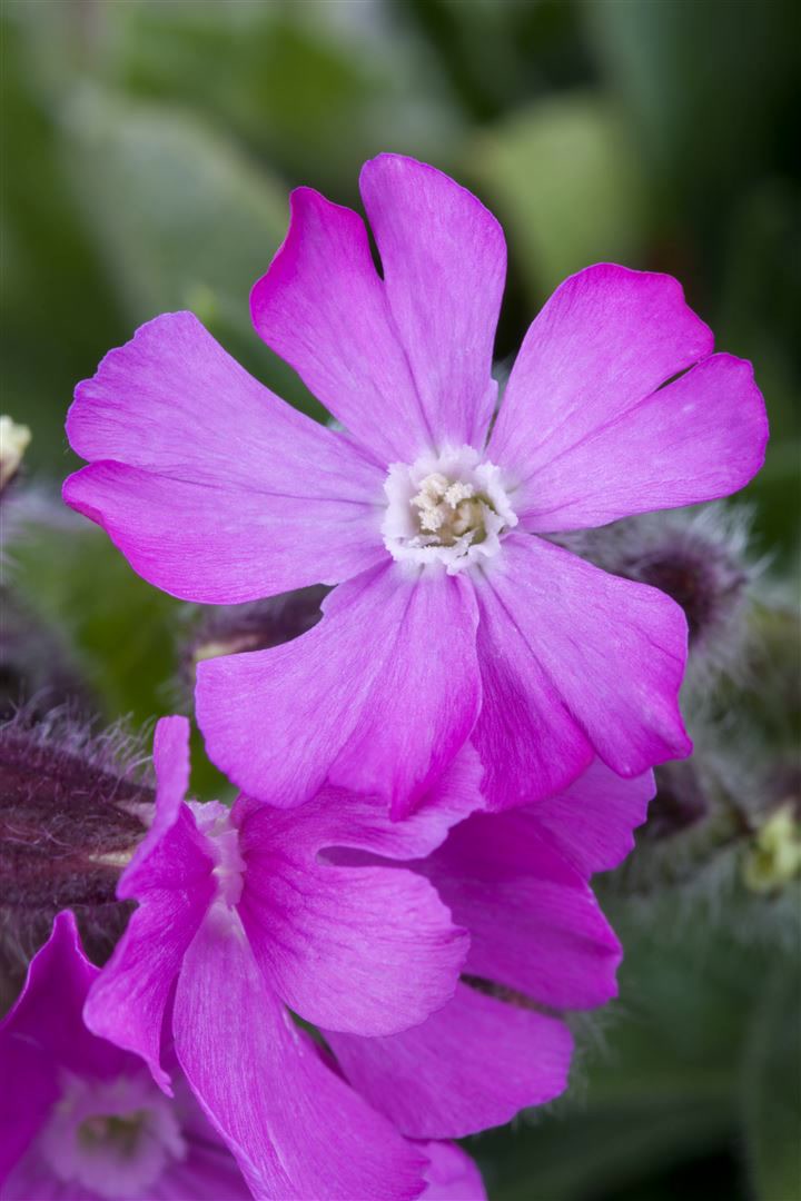 Silene dioica, Rote Lichtnelke, ca. 9x9 cm Topf - Bild 1