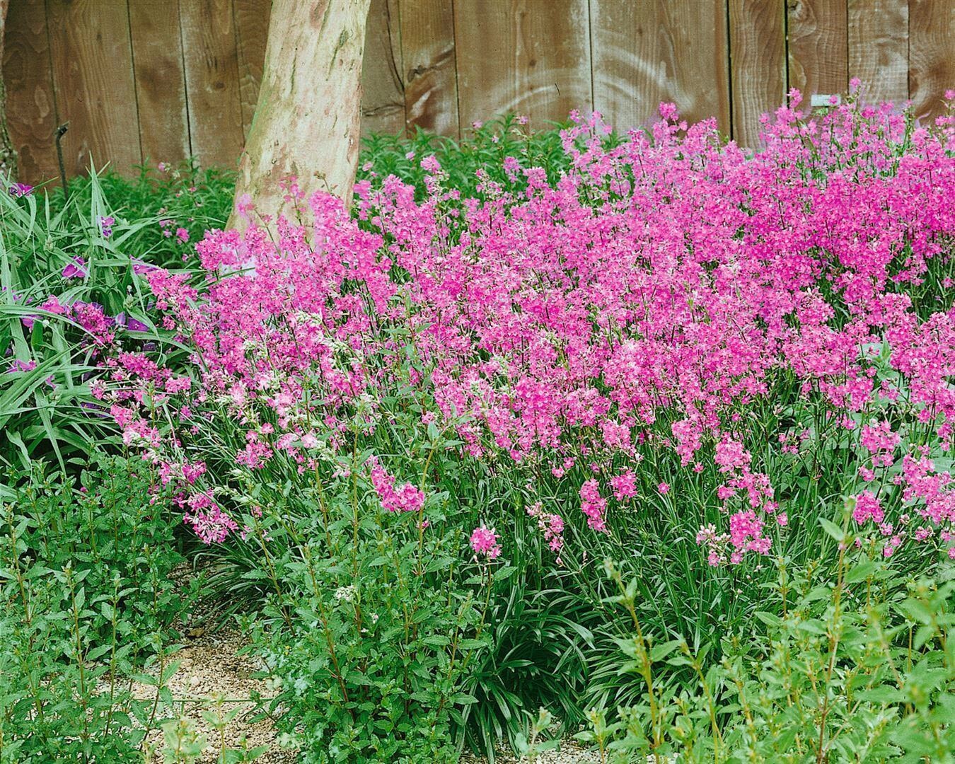 Silene schafta 'Splendens', Karth&auml;usernelke, pink, ca. 9x9 cm Topf - Bild 1