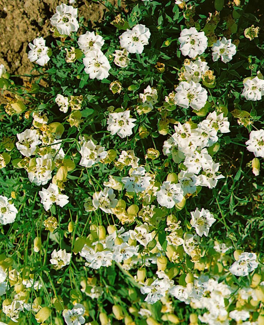 Silene uniflora ‚Weißkehlchen‘, weiß, ca. 9×9 cm Topf | 04063654312086
