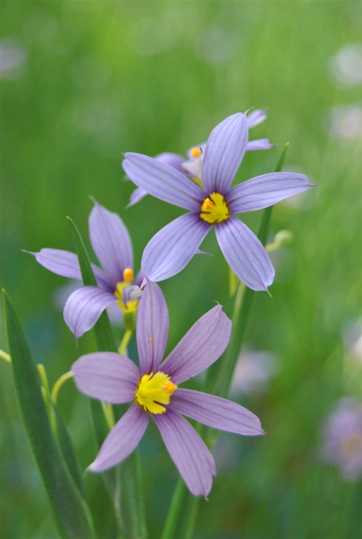 Sisyrinchium angustifolium, Blau&auml;ugiges Gras, ca. 9x9 cm Topf - Bild 1