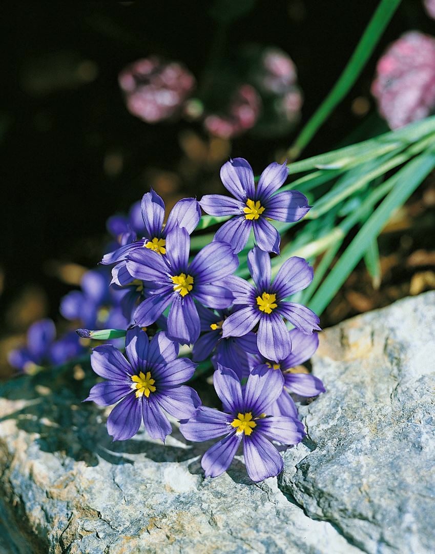 Sisyrinchium bellum, blau, ca. 9x9 cm Topf - Bild 1