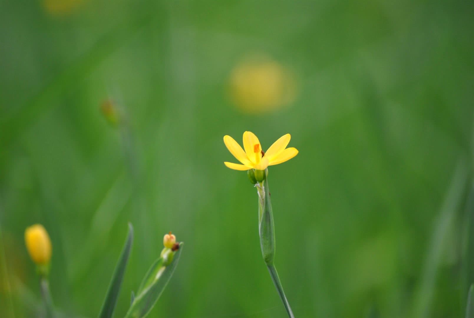 Sisyrinchium californicum, gelbbl&uuml;hend, ca. 9x9 cm Topf - Bild 1