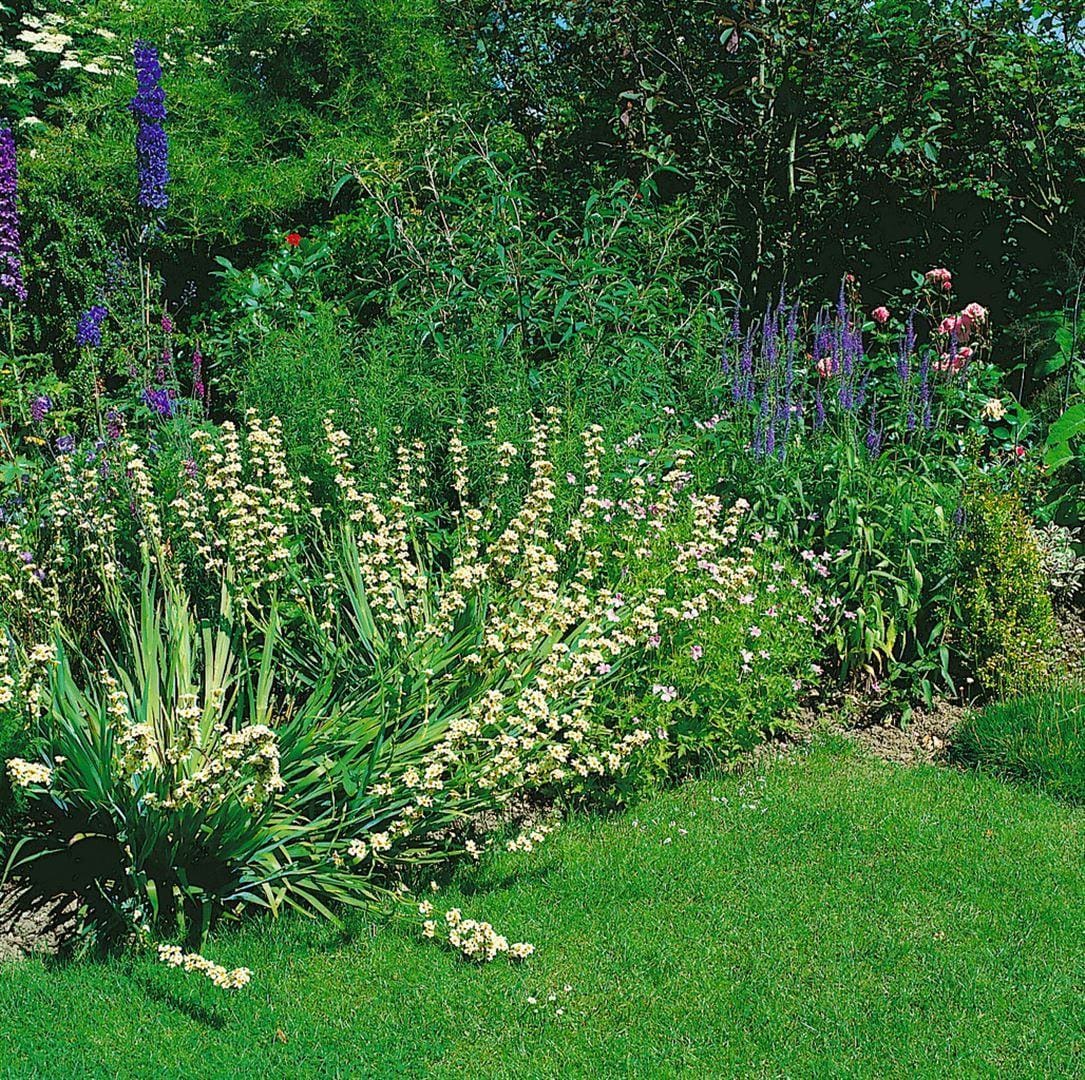 Sisyrinchium striatum, Gelb&auml;ugige Graslilie, ca. 9x9 cm Topf - Bild 1