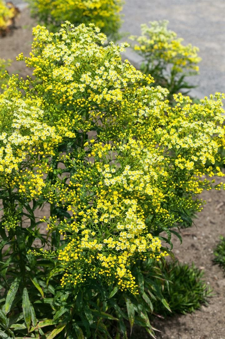 Solidago virgaurea ssp. virgaurea, Goldrute, ca. 9x9 cm Topf - Bild 1