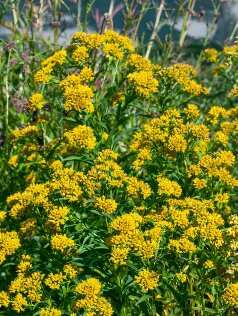 Solidago x cult.'Laurin', Goldrute, kompakt, ca. 9x9 cm Topf - Bild 1