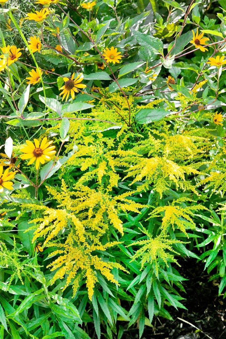 Solidago x cult.'Strahlenkrone', Goldrute, gelb, ca. 9x9 cm Topf - Bild 1