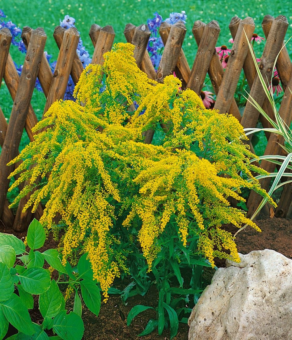 Solidaster (x) luteus, gelb, ca. 9x9 cm Topf - Bild 1