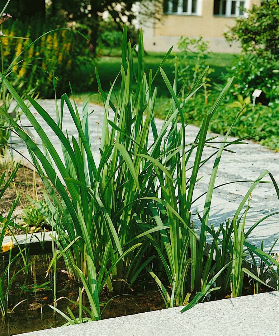 Sparganium erectum, Igelkolben, ca. 9×9 cm Topf | 04063654312383