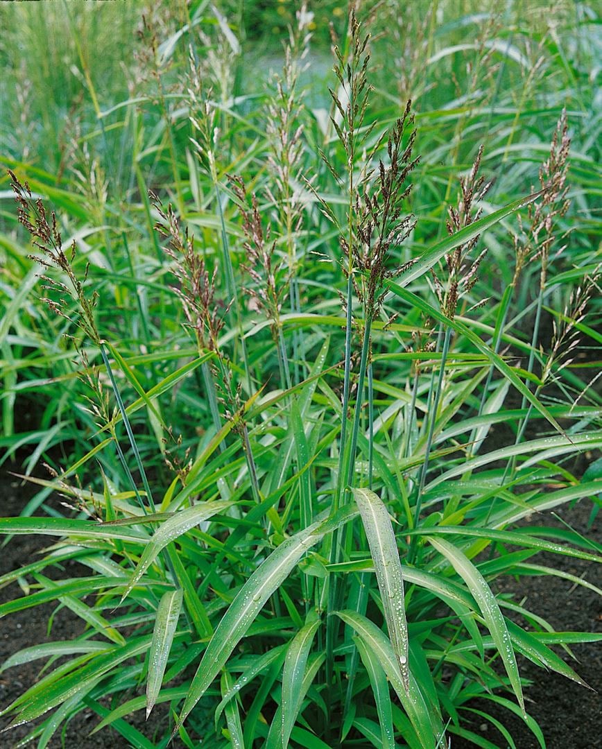 Spodiopogon sibiricus, Ziergras, ca. 9x9 cm Topf - Bild 1