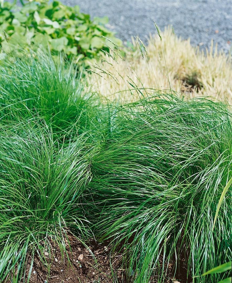 Sporobolus heterolepis, Pr&auml;riegras, ca. 9x9 cm Topf - Bild 1