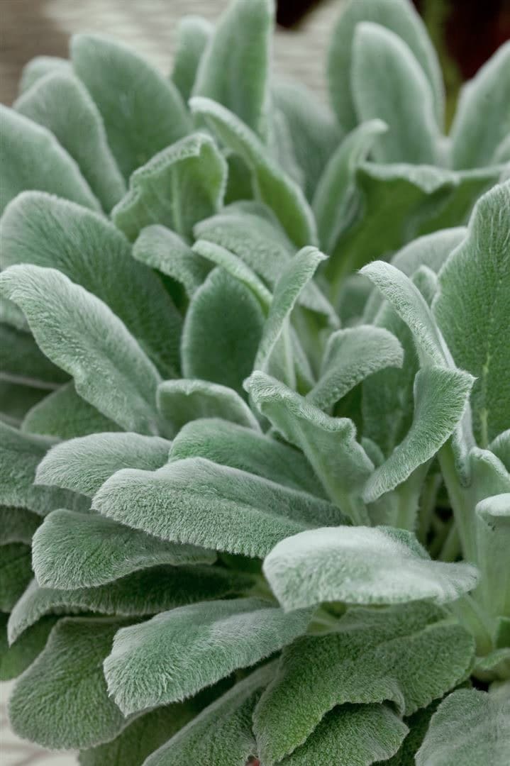 Stachys byzantina, Wollziest, silbrig, ca. 9x9 cm Topf - Bild 1