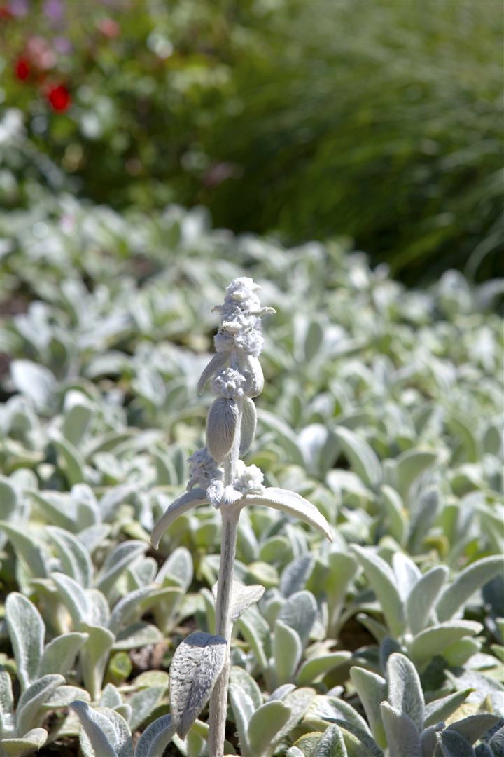 Stachys byzantina 'Silver Carpet', Wollziest, silbrig, ca. 9x9 cm Topf - Bild 1