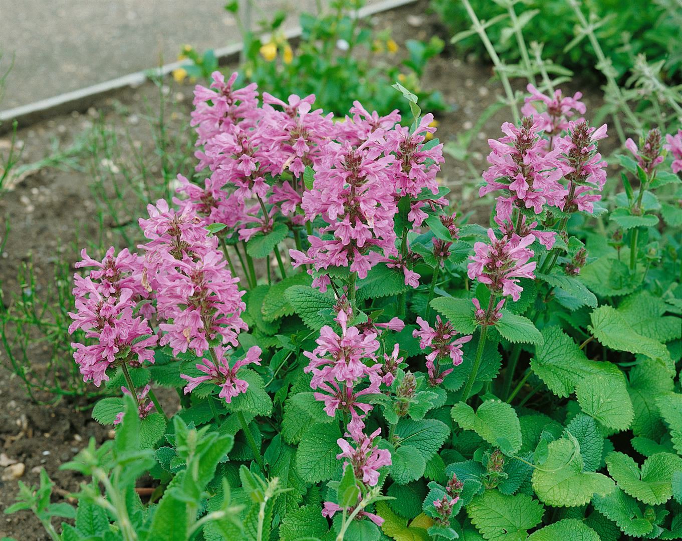 Stachys grandiflora 'Superba', Gro&szlig;bl&auml;ttriger Ziest, ca. 9x9 cm Topf - Bild 1