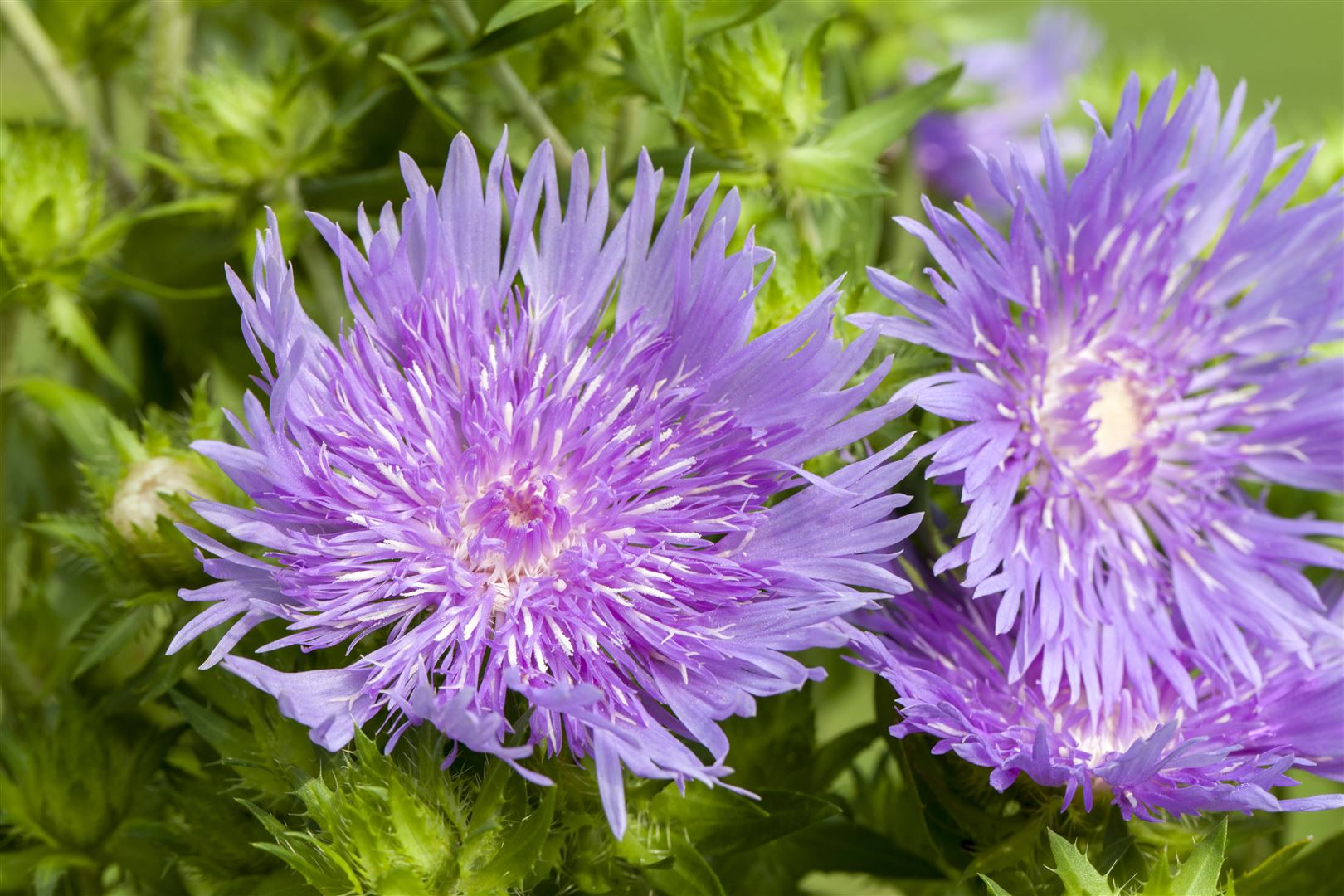 Stokesia laevis, Kornblumenaster, blau, ca. 9x9 cm Topf - Bild 1
