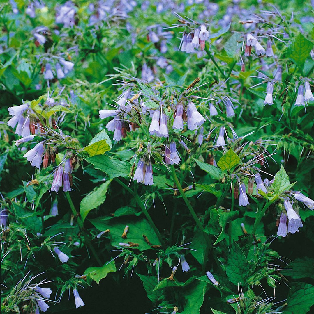 Symphytum grandiflorum 'Blaue Glocken', Beinwell, blau, ca. 9x9 cm Topf - Bild 1