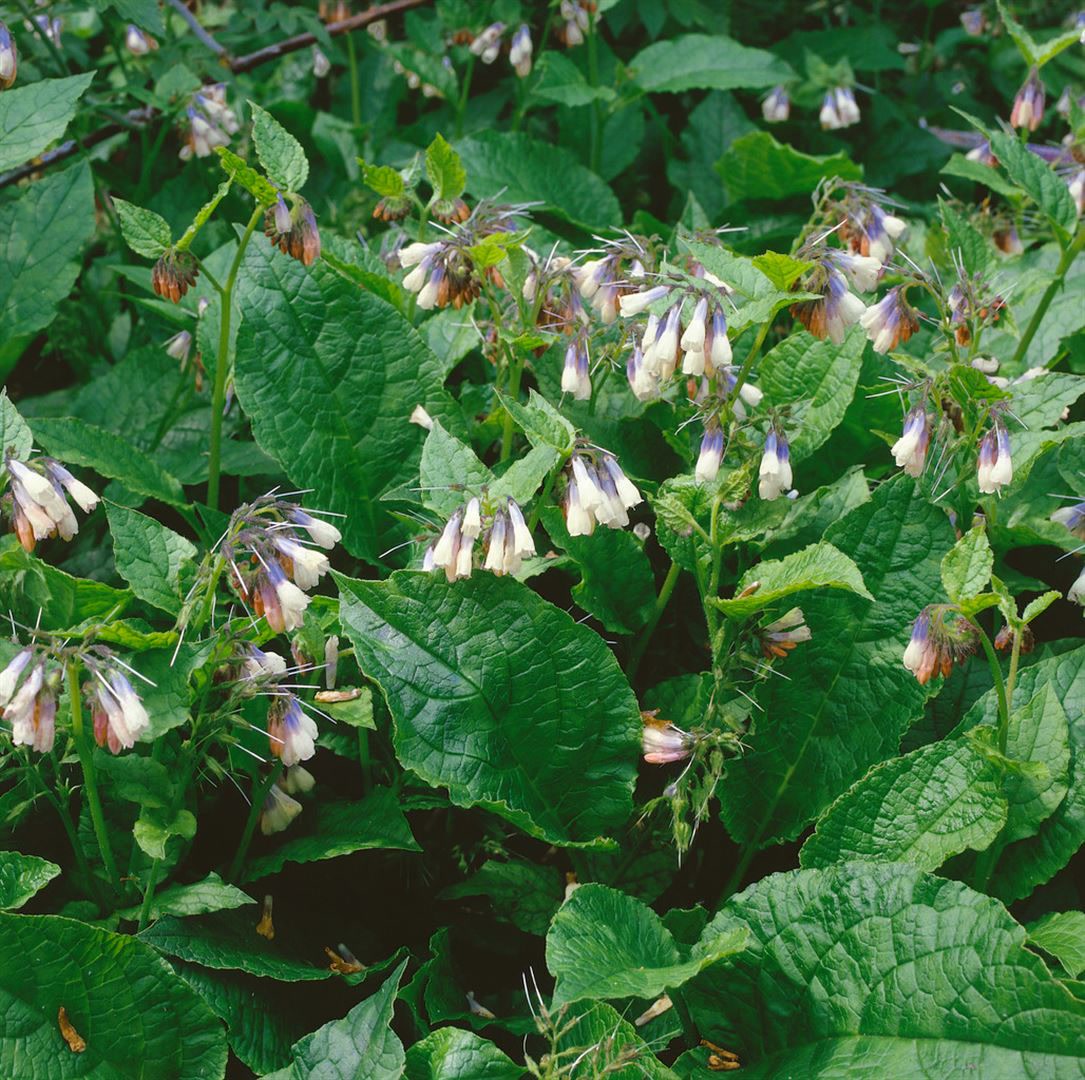Symphytum grandiflorum 'Hidcote Blue', Beinwell, blau, ca. 9x9 cm Topf - Bild 1