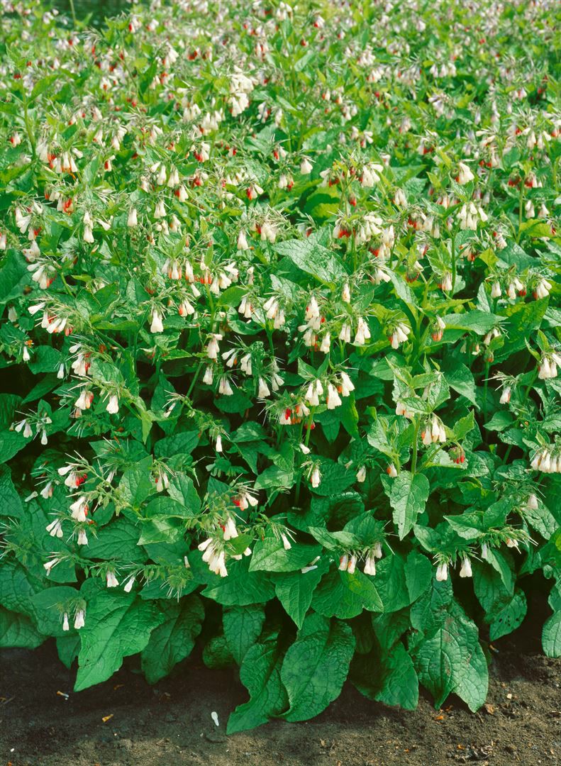 Symphytum grandiflorum 'Wisley Blue', Beinwell, blau, ca. 9x9 cm Topf - Bild 1