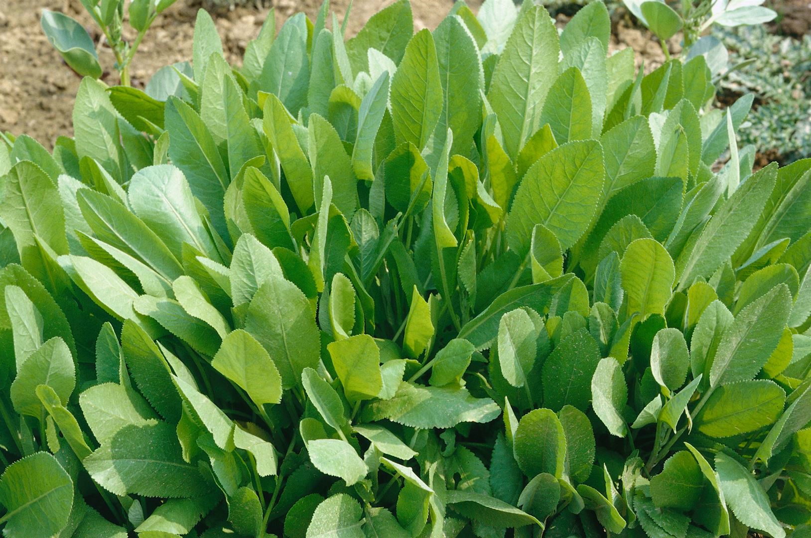 Tanacetum balsamita, Balsamkraut, aromatisch, ca. 9x9 cm Topf - Bild 1